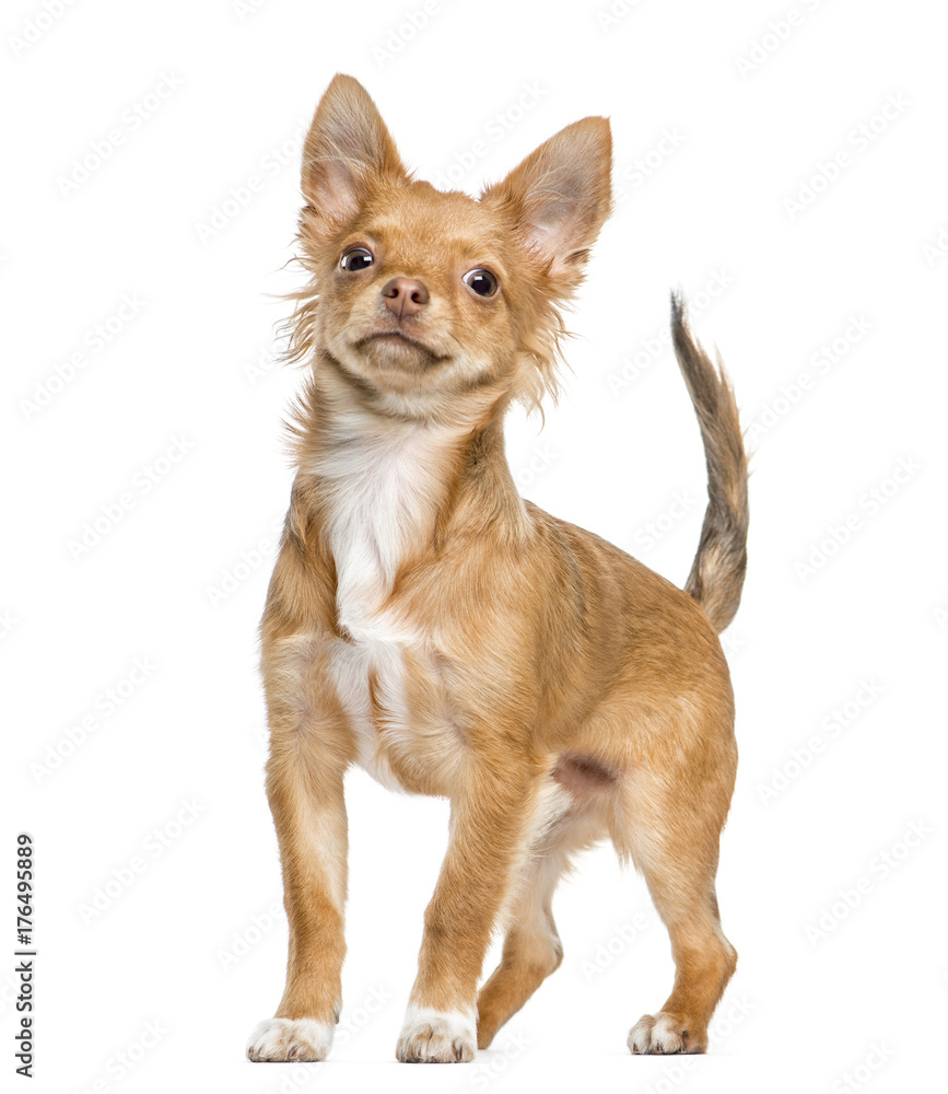 chihuahua standing, isolated on white