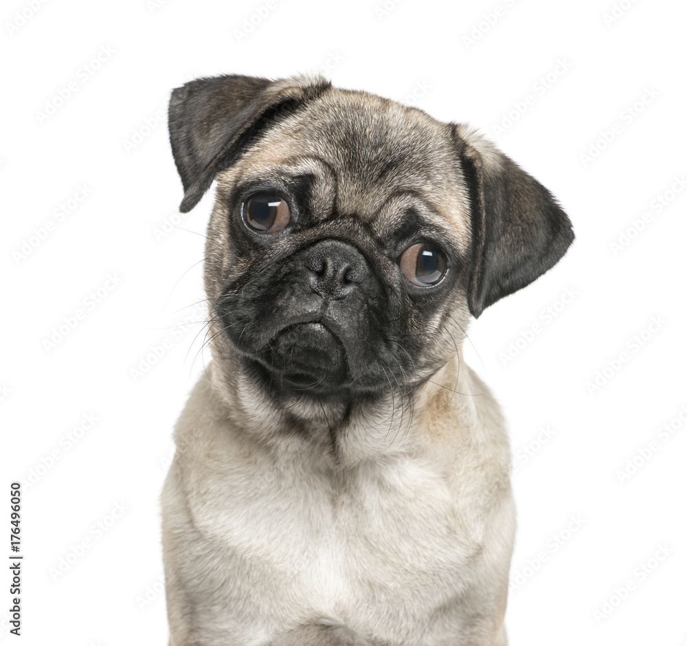 Close-up of a pug, isolated on white