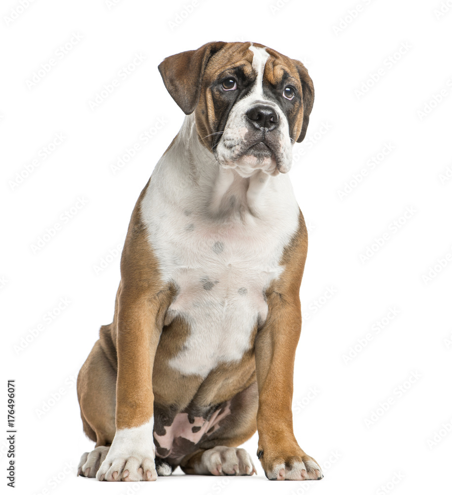 Mixed-breed, English bulldog and boxer, sitting, isolated on white