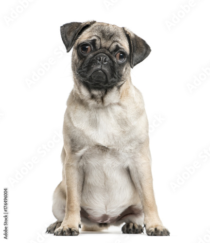 Pug sitting  isolated on white