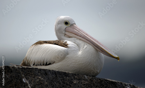 Pelican photo