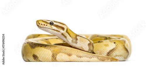 Firefly python, isolated on white
