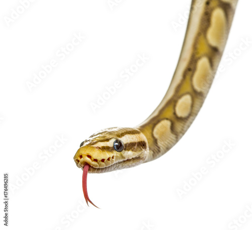 Close-up of a firefly python, isolated on white