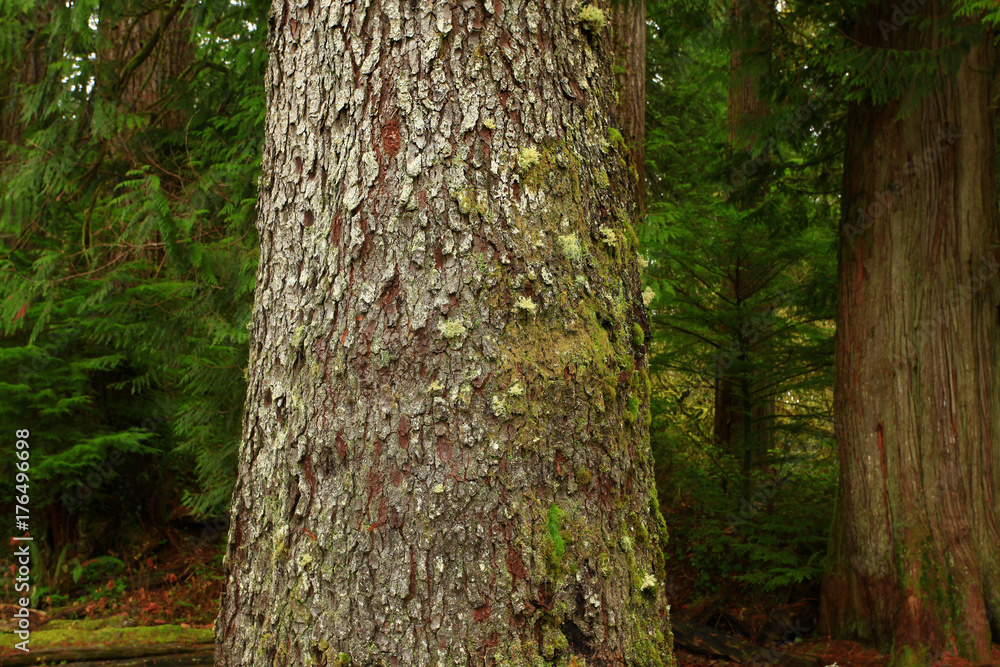 a picture of an Pacific Northwest rainforest old growth Sitka spruce tree