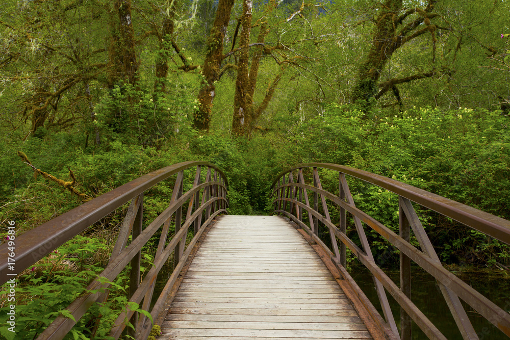 a picture of an Pacific Northwest forest trail a picture of an Pacific Northwest forest trail