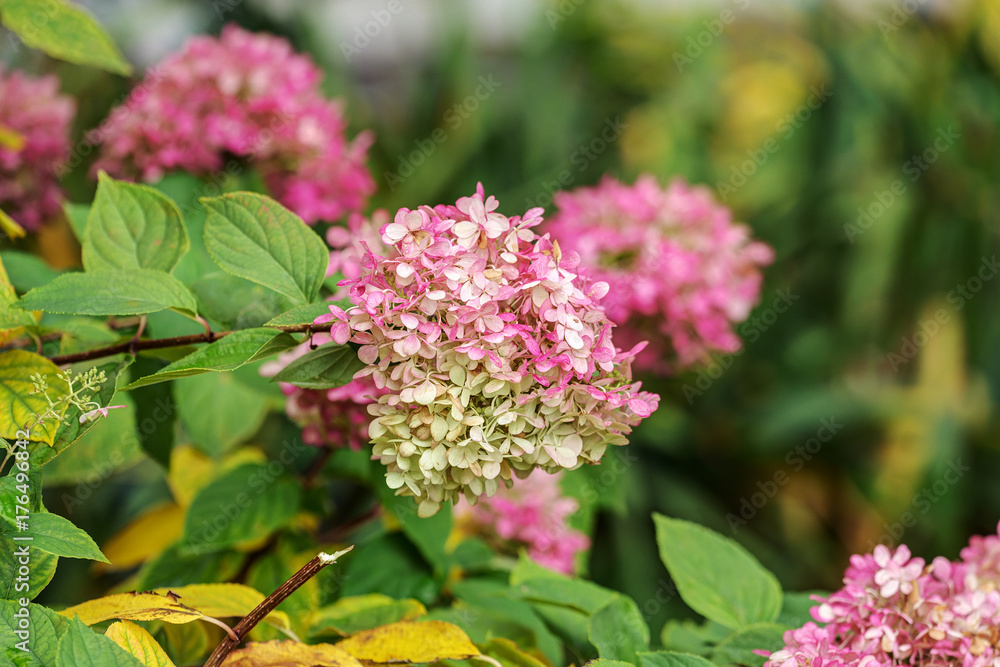 hydrangeas in an autumn garden