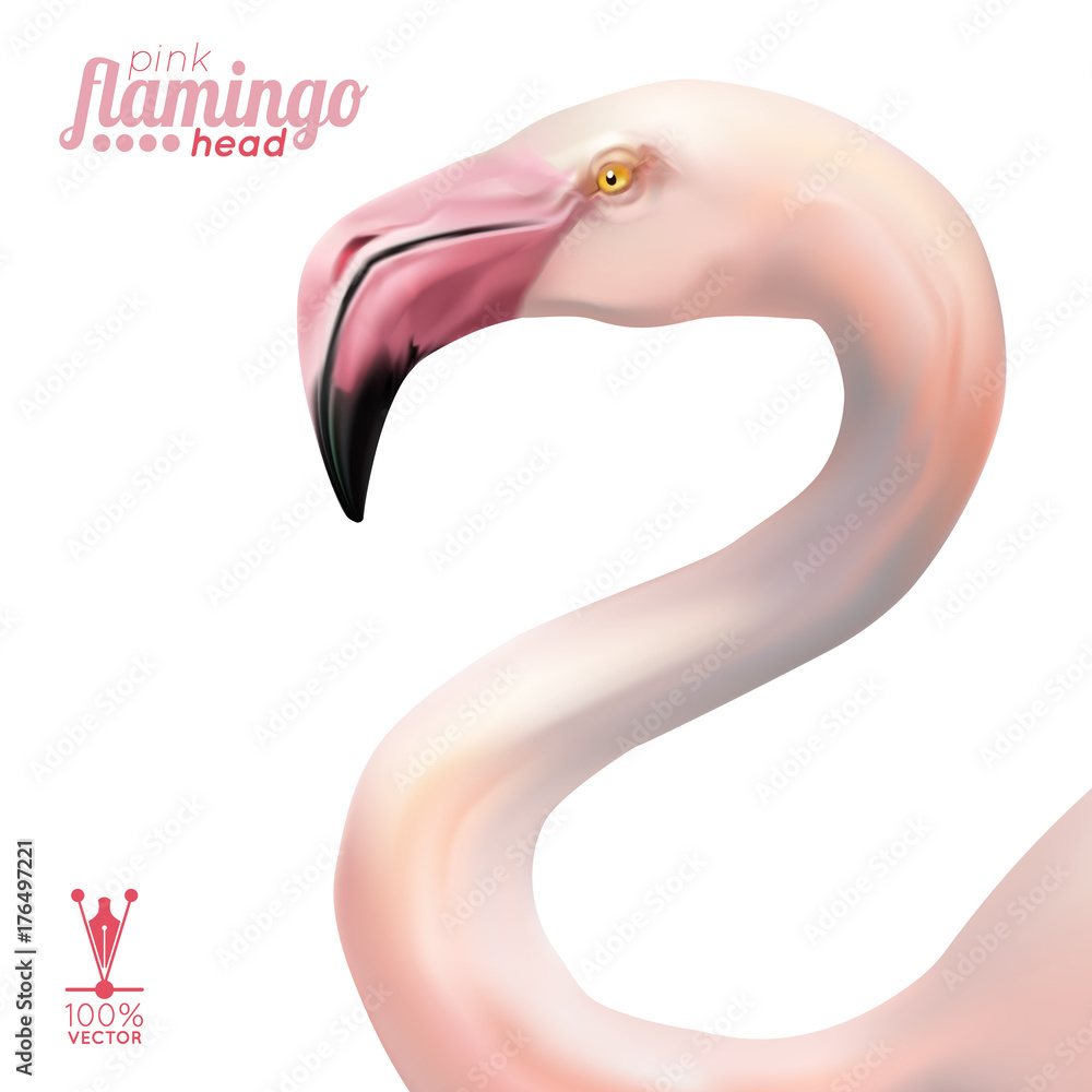 Realistic head of pink flamingo isolated, vector illustration