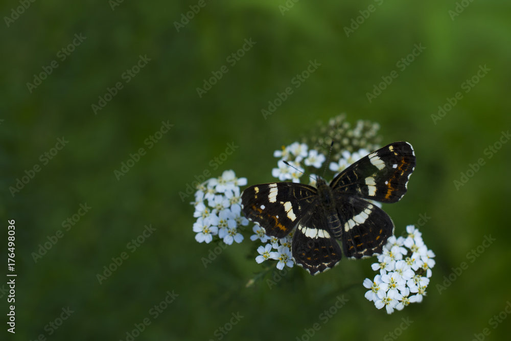 Mystery dark butterfly on a white flower dark green background. Concept of dark colors attractiveness Mystery dark butterfly on a white flower dark green background. Concept of dark colors attractiveness