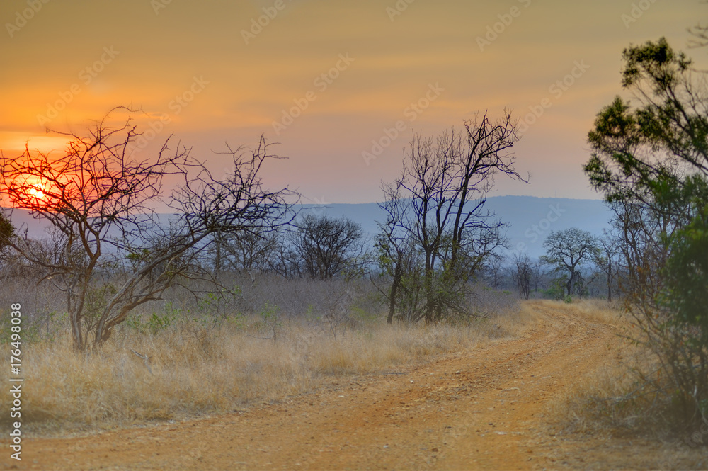 Track through Natal sand forest, Mkuze, Zululand, Kwazulu Natal 