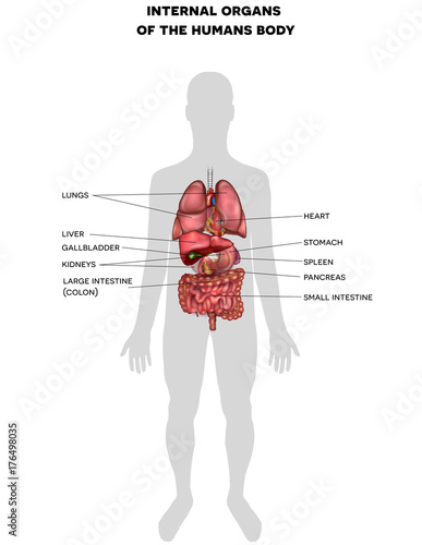 Human internal organs anatomy