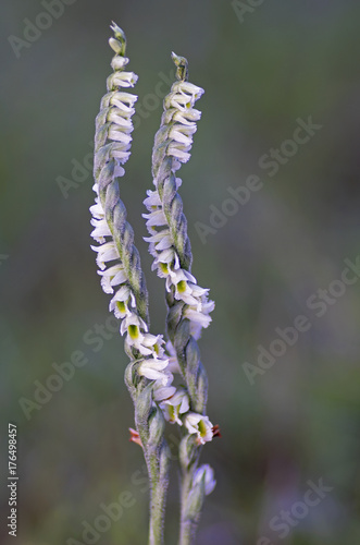 Fototapeta Naklejka Na Ścianę i Meble -  Autumn lady's-tresses (Spiranthes spiralis) wild orchid