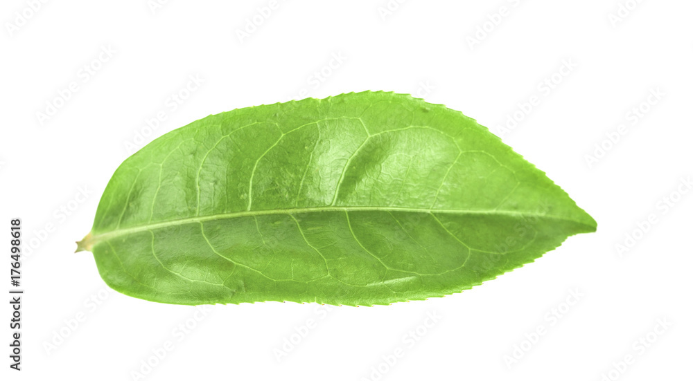 Fototapeta premium tea leaf isolated on white background
