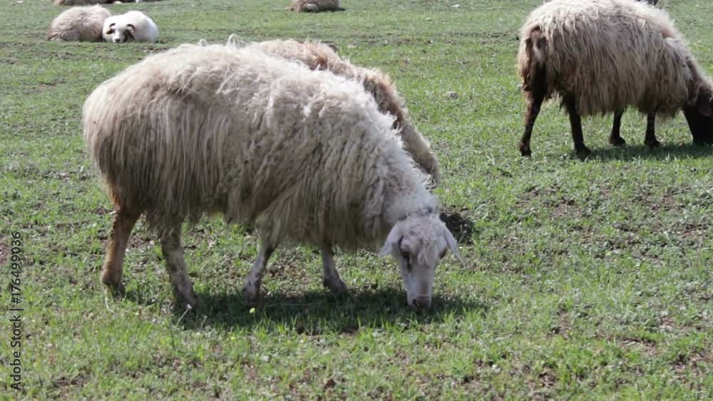 White sheep with wool grazing on the green meadow near Tbilisi, Georgia White sheep with wool grazing on the green meadow near Tbilisi, Georgia