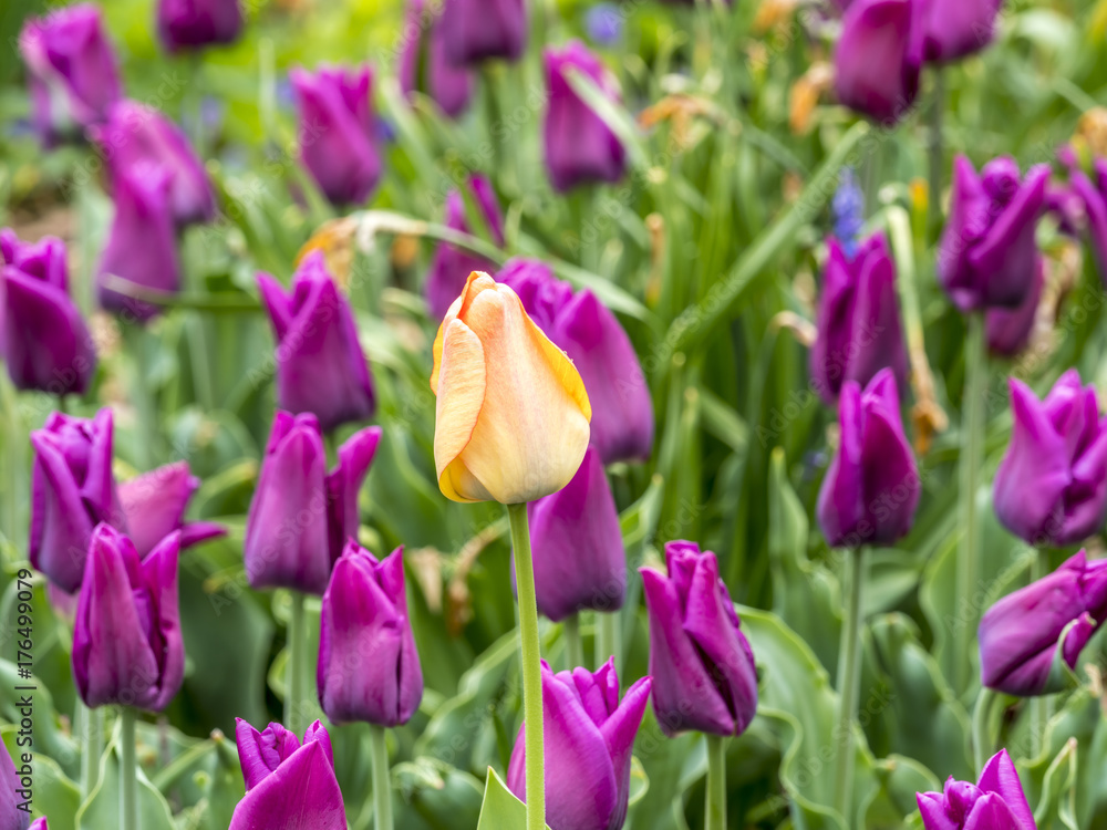The tulip is  flowers in the genus Tulipa,