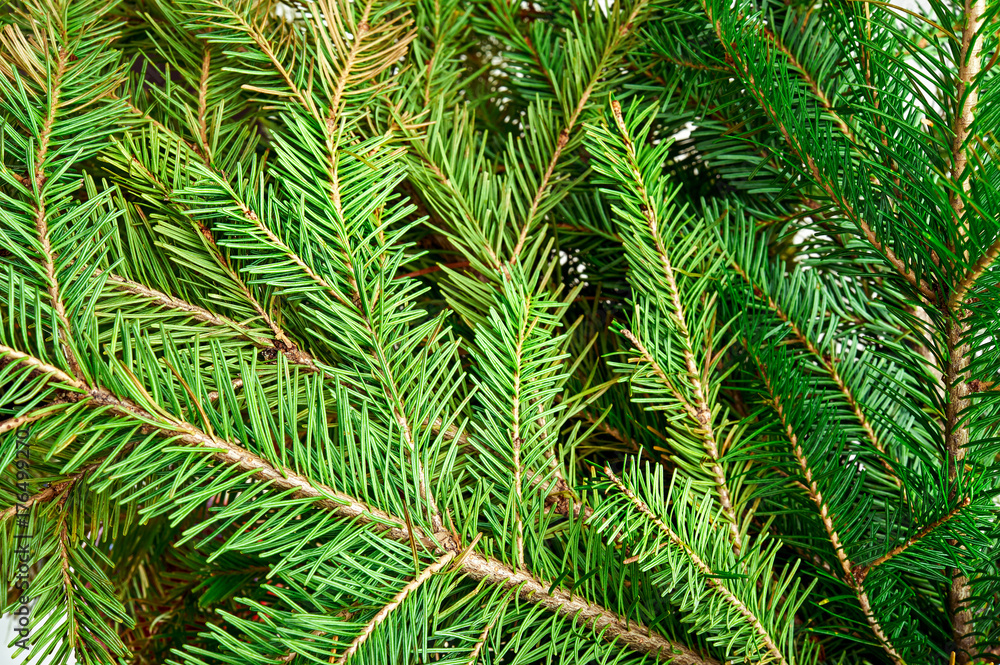 Christmas background with green fir tree branches isolated on white background. Christmas background with green fir tree branches isolated on white background.