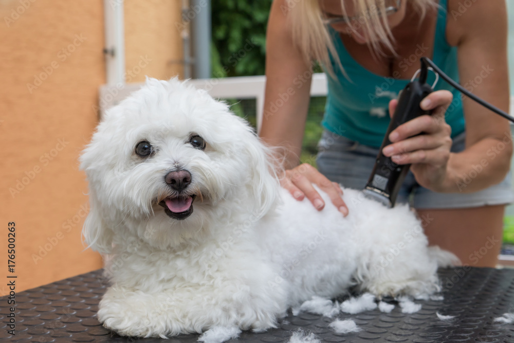 Groomer is grooming a white Bolognese dog by the electric razor. The dog is smiling at the camera. All potential trademarks are removed.