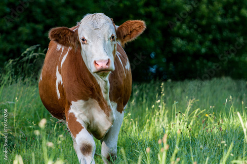Foto Dreamy Simmental