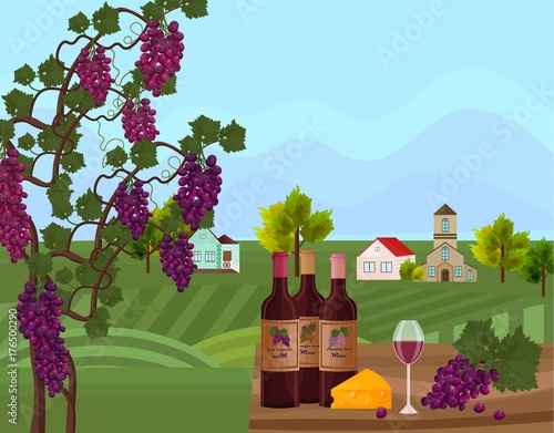 Wine bottles and vine background Vector. Green farm decors