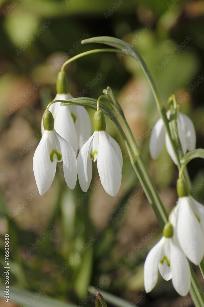 Fototapeta premium Blooming snowdrop flowers in a green grass