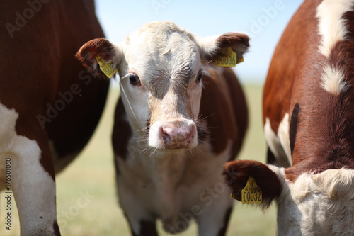 domestic animal, dairy cattle and cows