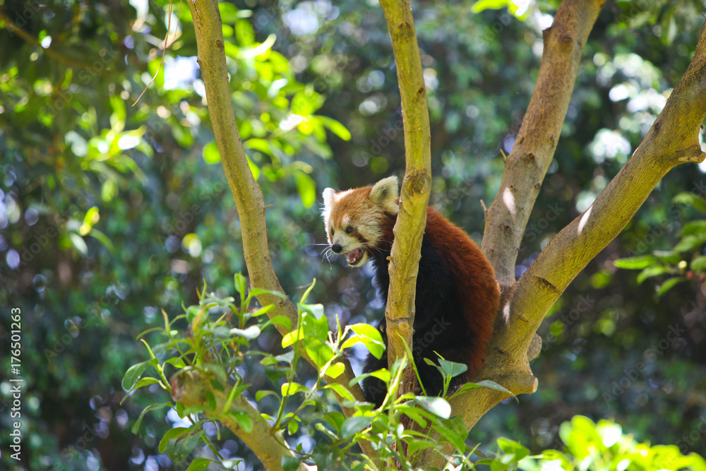 Obraz premium red panda on tree