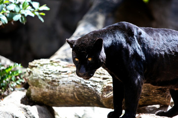 Fototapete Panther Schwarzer Panther im Dschungelschatten  © UA_PM