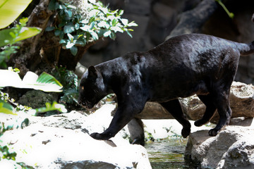 Fototapete Panther Schwarzer Panther im geheimnisvollen Halbdunkel  © UA_PM