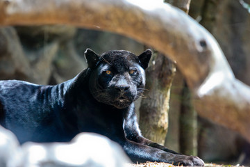 Fototapete Panther Schwarzer Panther pirscht durch Wald  © UA_PM
