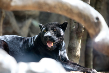 Fototapete Panther Schwarzer Panther mit gelben Augen  © UA_PM