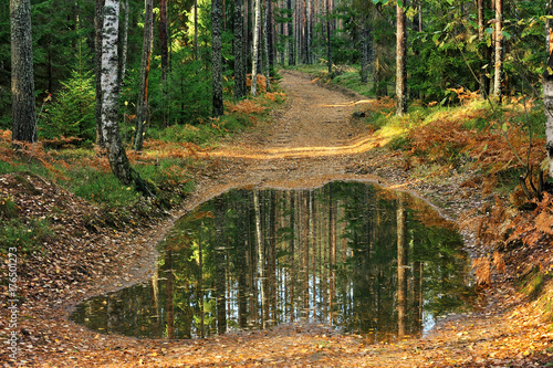 old soil road with puddle in the forest