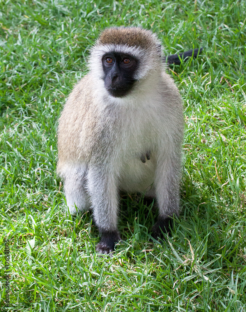 Fototapeta premium Vervet monkey sitting on grass