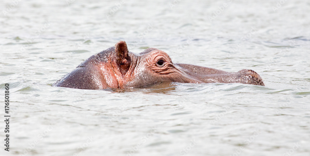 Hippopotamus in water with head above surface Hippopotamus in water with head above surface