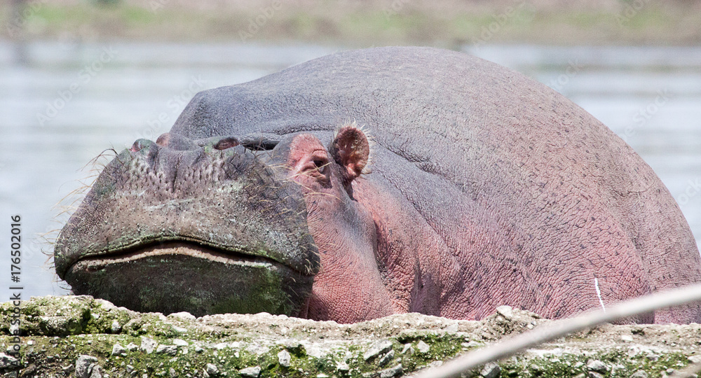 Hippopotamus in water resting chin on ledge Hippopotamus in water resting chin on ledge