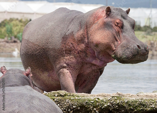 Hippopotamus walking out of the water