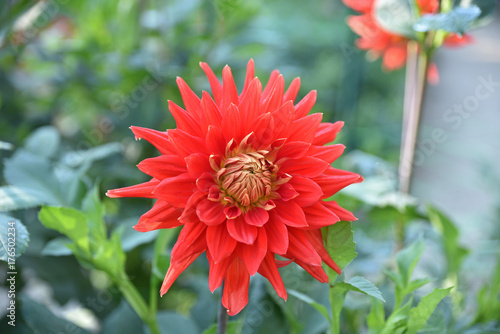 Fototapeta Naklejka Na Ścianę i Meble -  Dahlia rouge en été au jardin