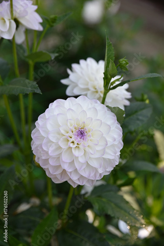 Fototapeta Naklejka Na Ścianę i Meble -  Dahlia blanc en été au jardin