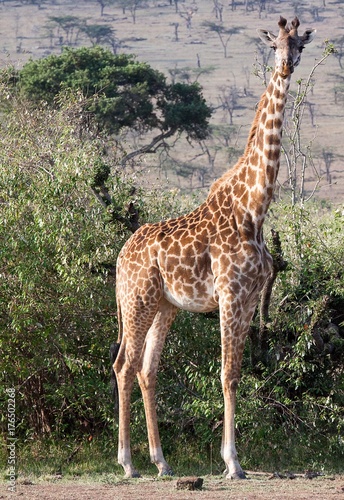 Giraffe looking