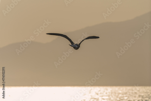 Seagull flyng.