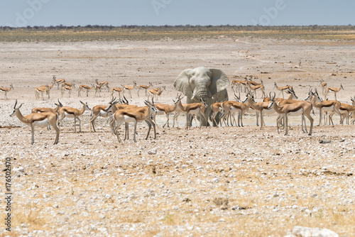 ein Elefant inmitten einer Herde von Springböcken im Etosha Nationalpark, Namibia