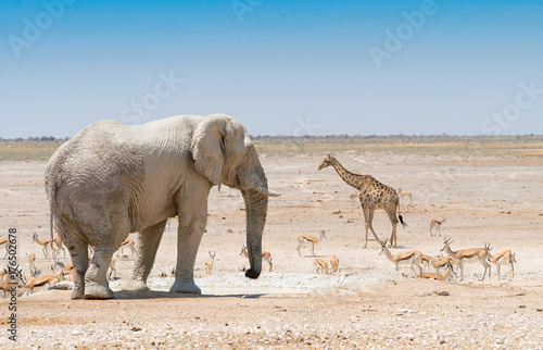 Fototapeta Naklejka Na Ścianę i Meble -  Elefant, Giraffe und Springböcke an einem Wasserloch  im Etosha Nationalpark, Naminbia