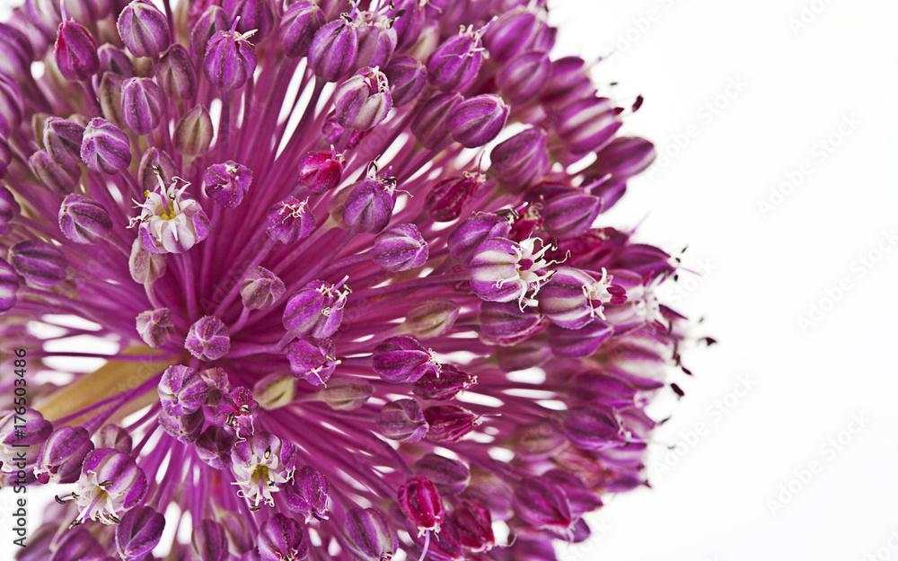 Obraz premium flor de la cebolla