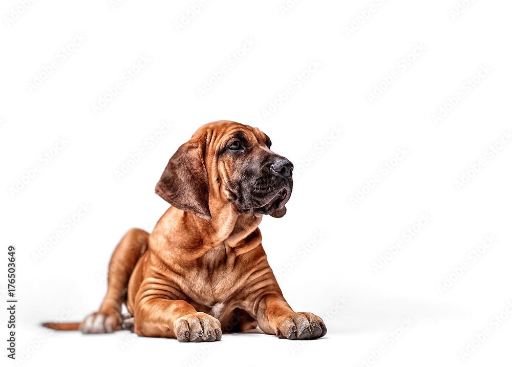 Obraz premium Mastiff Puppy. Brazilian Mastiff also known as Fila Brasileiro. Puppy on white background