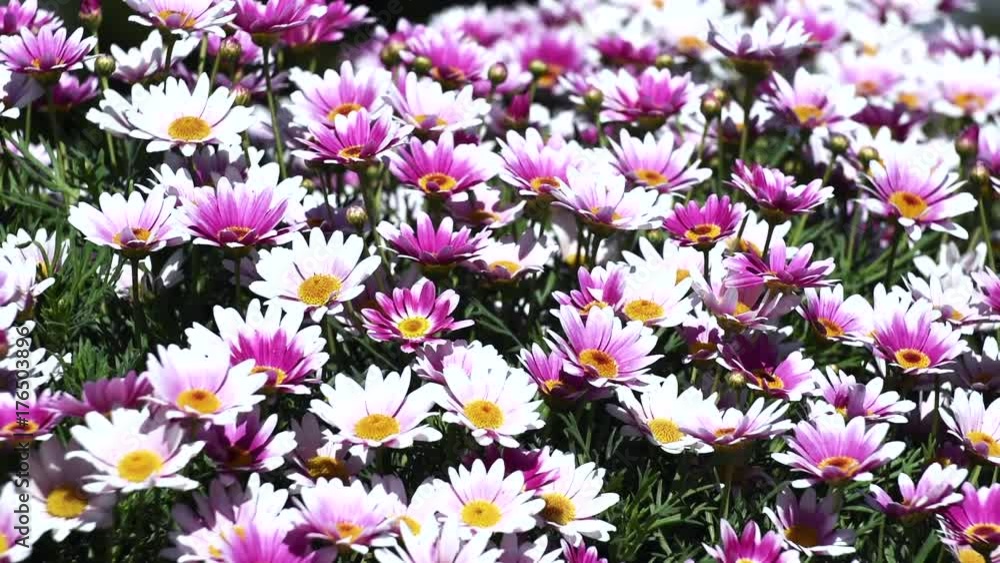Bed of daisies Bed of daisies