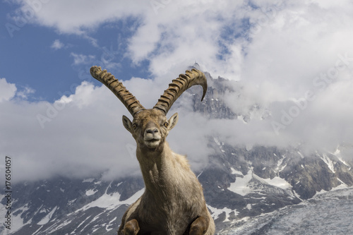 Alpine ibex on a background of mountains.