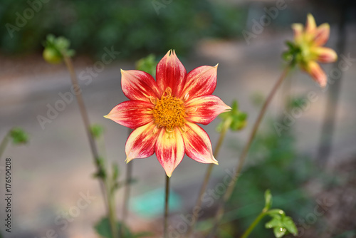 Fototapeta Naklejka Na Ścianę i Meble -  Dahlia rouge et jaune en été au jardin
