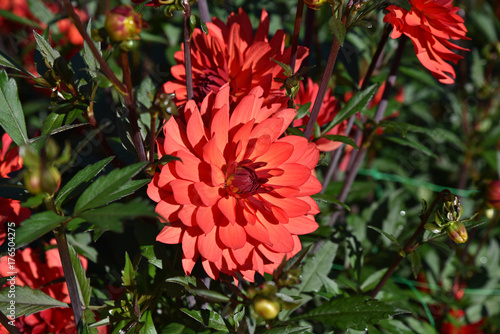 Fototapeta Naklejka Na Ścianę i Meble -  Dahlia rouge en été au jardin