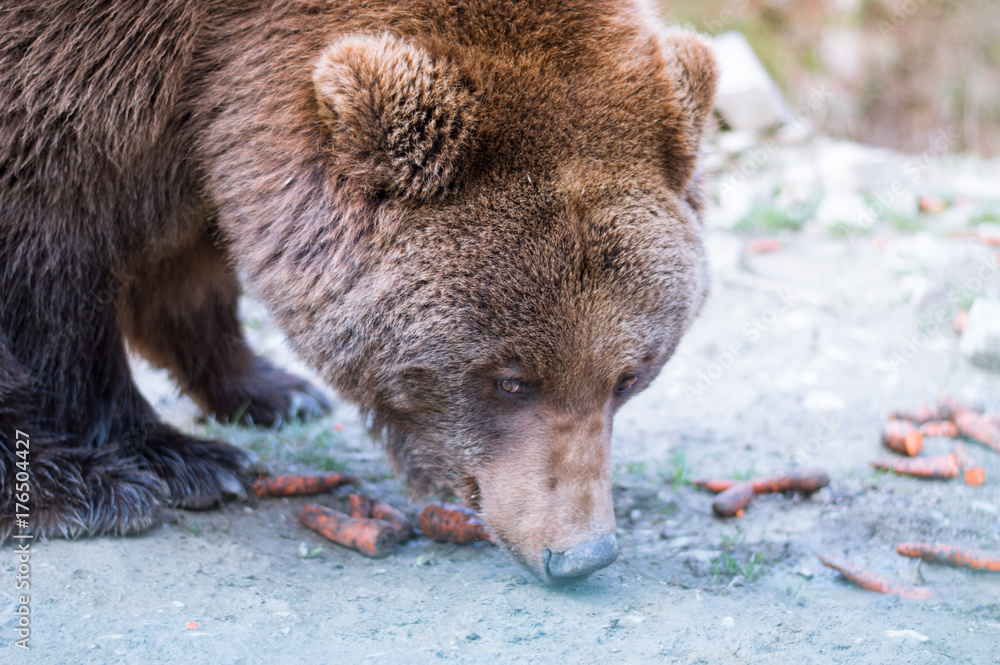 Naklejka premium Bear in the wild