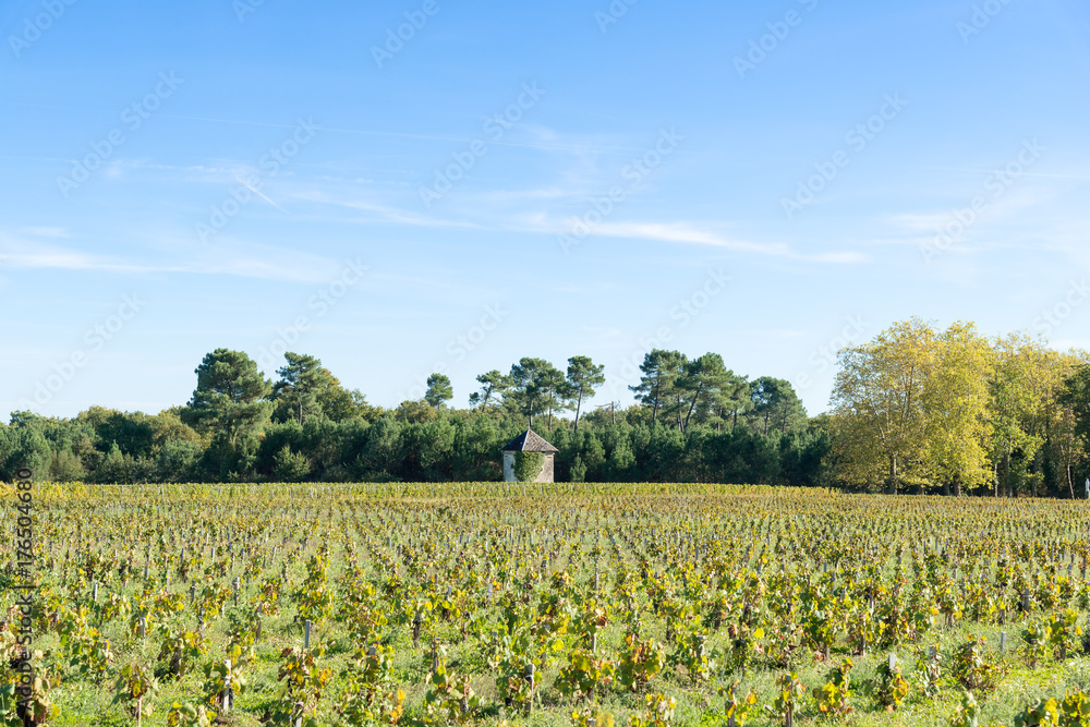 Vignes du Médoc en automne près de Bordeaux (France)
