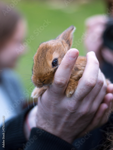 Little rabbit on the hands