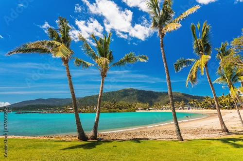 Sandy beach with palm trees  Airlie Beach  Whitsundays  Queensland Australia